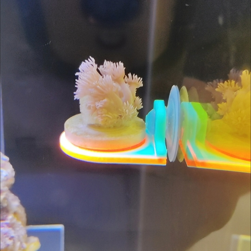 色ランダムサンゴフラグホルダーブラケット栽培ライブ SPS  - Aquarium Marine Color のレビューと価格