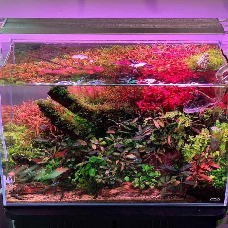 WEEK AQUA アクアリウム用LEDバイビッドライト（海 - Aqua Marine Tank のレビューと価格